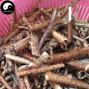 Hong Mao Wu Jia Pi 红毛五加皮, Cortex Acanthopanax Giraldii Harms, Acanthopanax Bark-Health Wisdom™