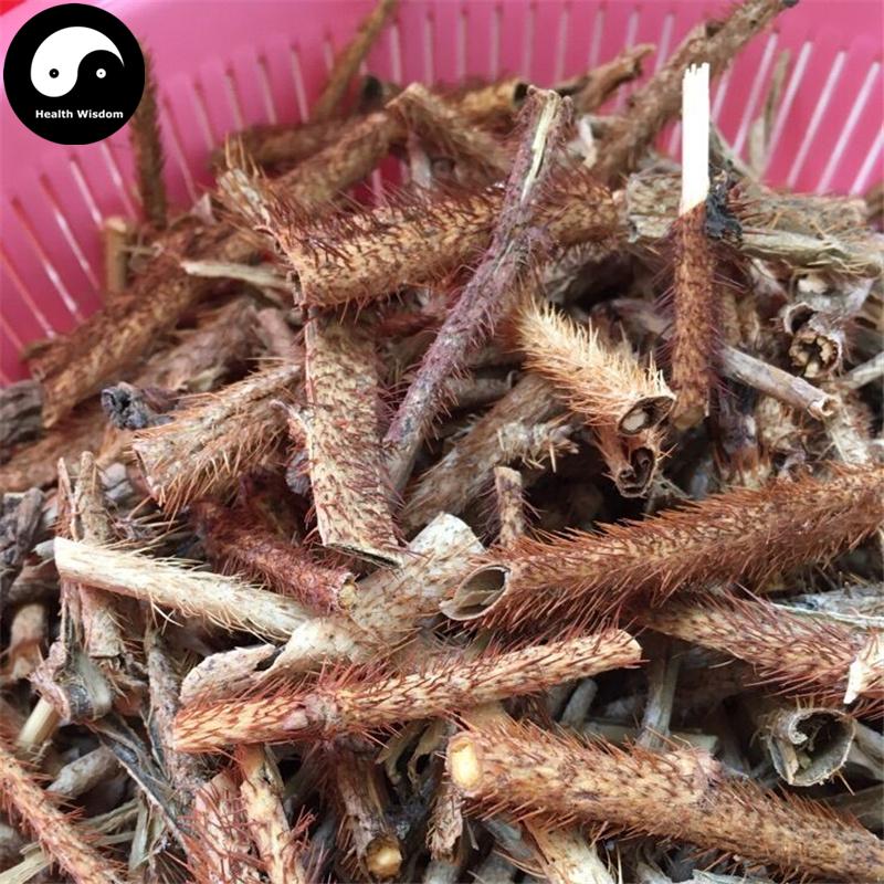 Hong Mao Wu Jia Pi 红毛五加皮, Cortex Acanthopanax Giraldii Harms, Acanthopanax Bark-Health Wisdom™