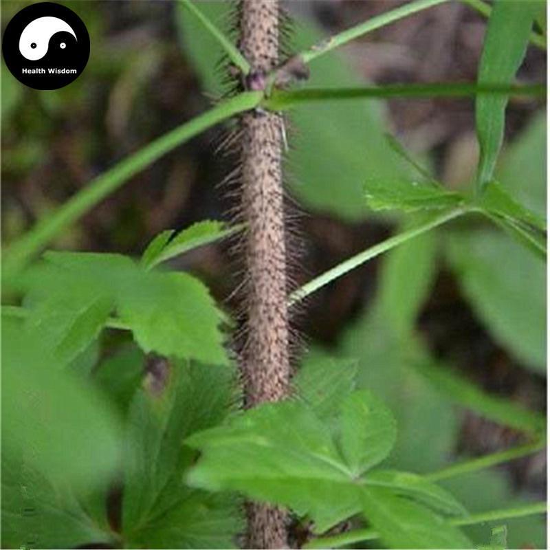 Hong Mao Wu Jia Pi 红毛五加皮, Cortex Acanthopanax Giraldii Harms, Acanthopanax Bark-Health Wisdom™