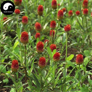 Hong Qiao Mei 红巧梅, Gomphrena Globosa Flower, Flos Gomphrena Globosa, Redartfulplumtea-Health Wisdom™