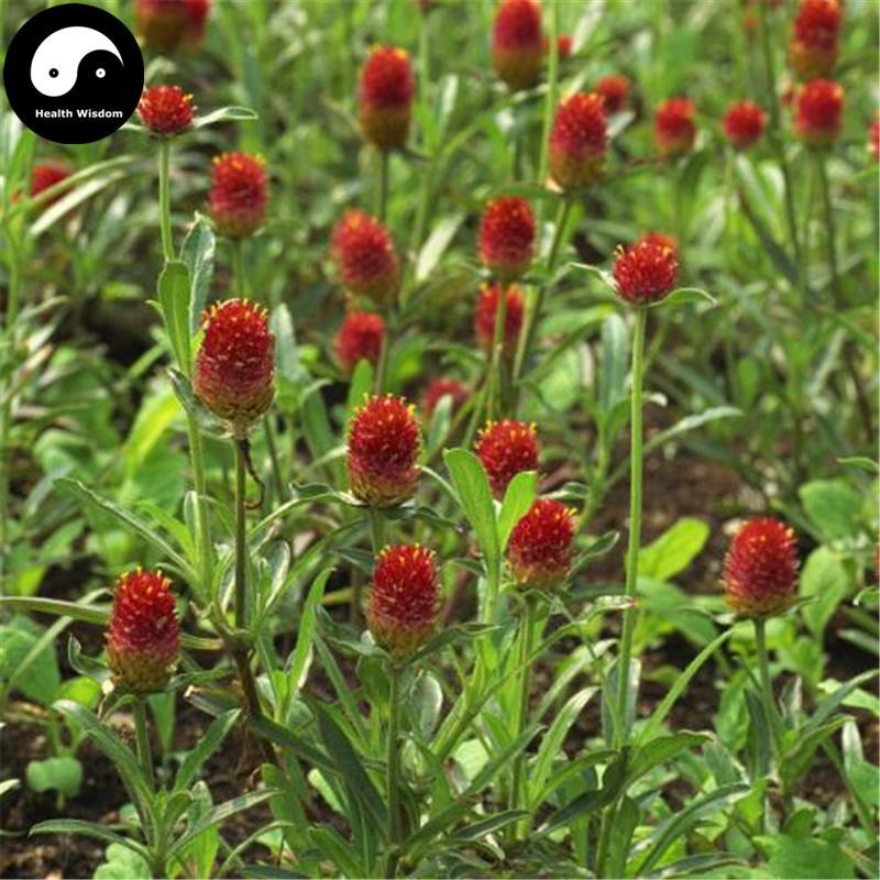 Hong Qiao Mei 红巧梅, Gomphrena Globosa Flower, Flos Gomphrena Globosa, Redartfulplumtea-Health Wisdom™