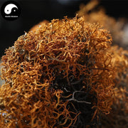 Hong Xue Cha 红雪茶, Tibet Tea Lethariella Cladonioides, Snow Moutain Jin Si Cha 金丝茶, Golden Silks Tea-Health Wisdom™