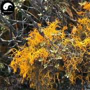 Hong Xue Cha 红雪茶, Tibet Tea Lethariella Cladonioides, Snow Moutain Jin Si Cha 金丝茶, Golden Silks Tea-Health Wisdom™