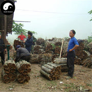 Hou Po 厚樸, Cortex Magnoliae Officinalis, Officinal Magnolia Bark, Chuan Hou Pu-Health Wisdom™