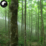 Hou Po 厚樸, Cortex Magnoliae Officinalis, Officinal Magnolia Bark, Chuan Hou Pu-Health Wisdom™