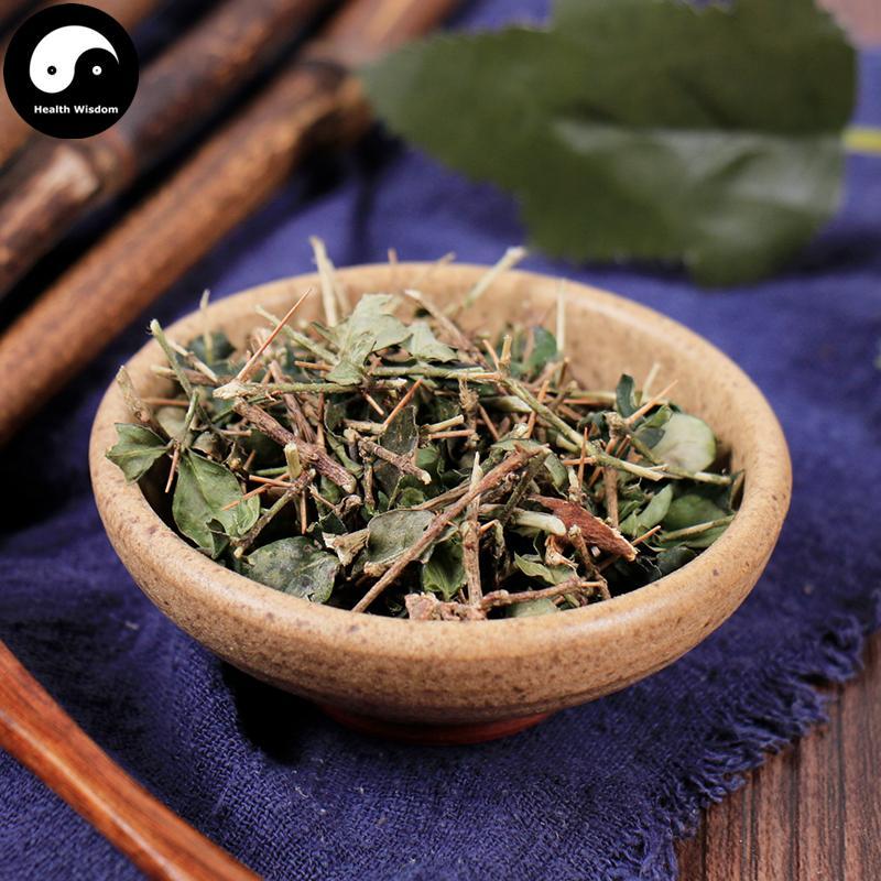 Hu Ci 虎刺, Damnacanthus Indicus Gaertn, Fu Niu Hua-Health Wisdom™