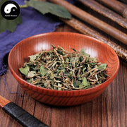 Hu Ci 虎刺, Damnacanthus Indicus Gaertn, Fu Niu Hua-Health Wisdom™