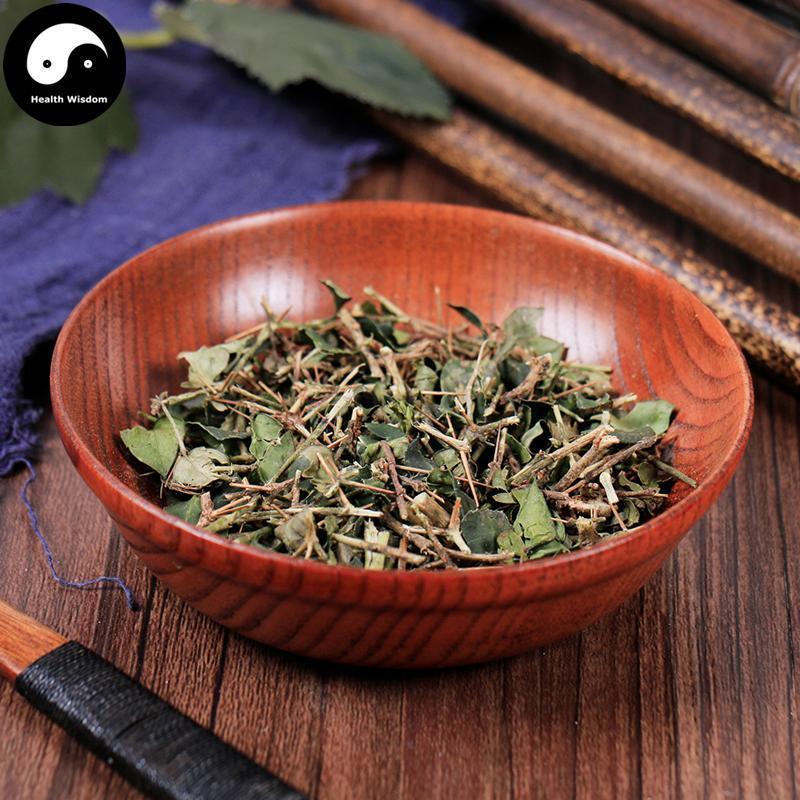 Hu Ci 虎刺, Damnacanthus Indicus Gaertn, Fu Niu Hua-Health Wisdom™