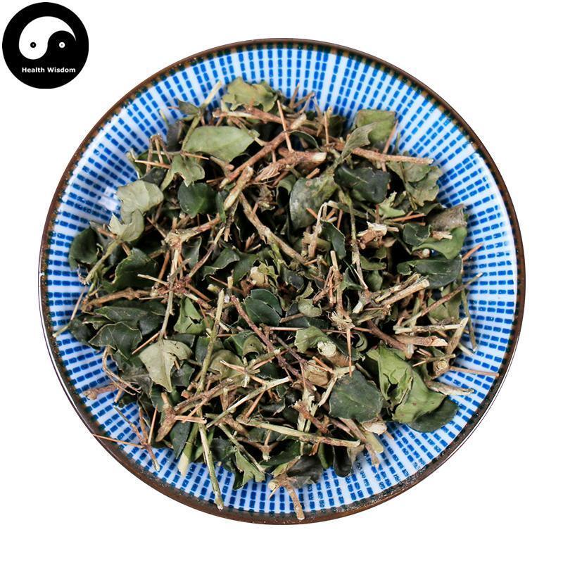 Hu Ci 虎刺, Damnacanthus Indicus Gaertn, Fu Niu Hua-Health Wisdom™