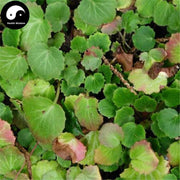 Hu Er Cao 虎耳草, Saxifrage Herba, Saxifragae Herb, Shi He Ye-Health Wisdom™