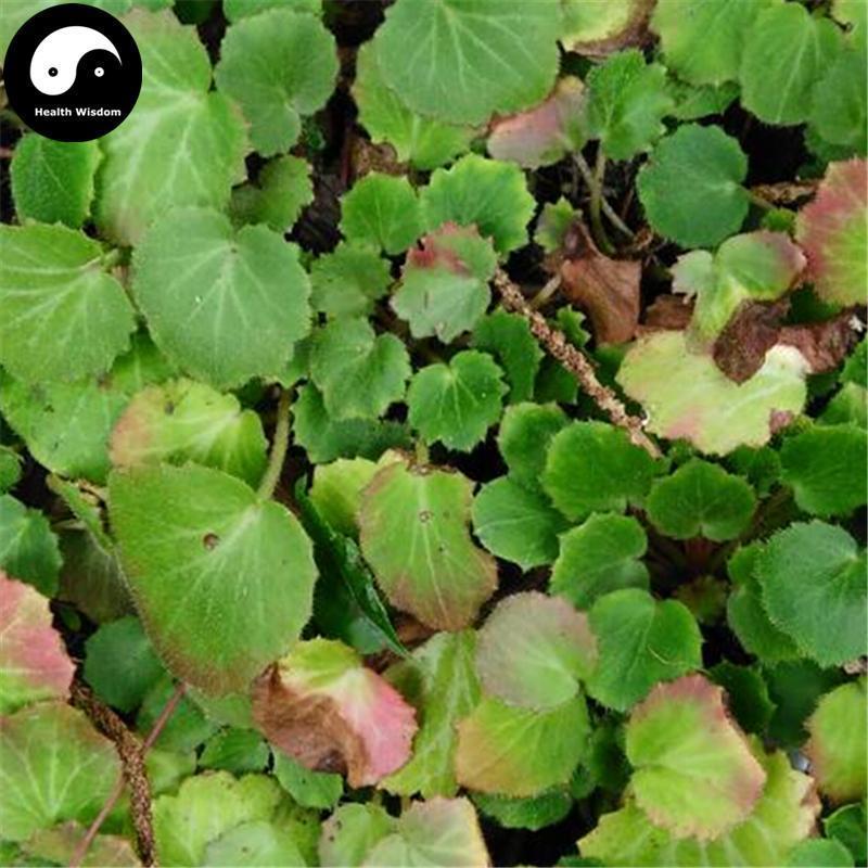 Hu Er Cao 虎耳草, Saxifrage Herba, Saxifragae Herb, Shi He Ye-Health Wisdom™