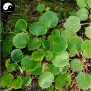 Hu Er Cao 虎耳草, Saxifrage Herba, Saxifragae Herb, Shi He Ye-Health Wisdom™