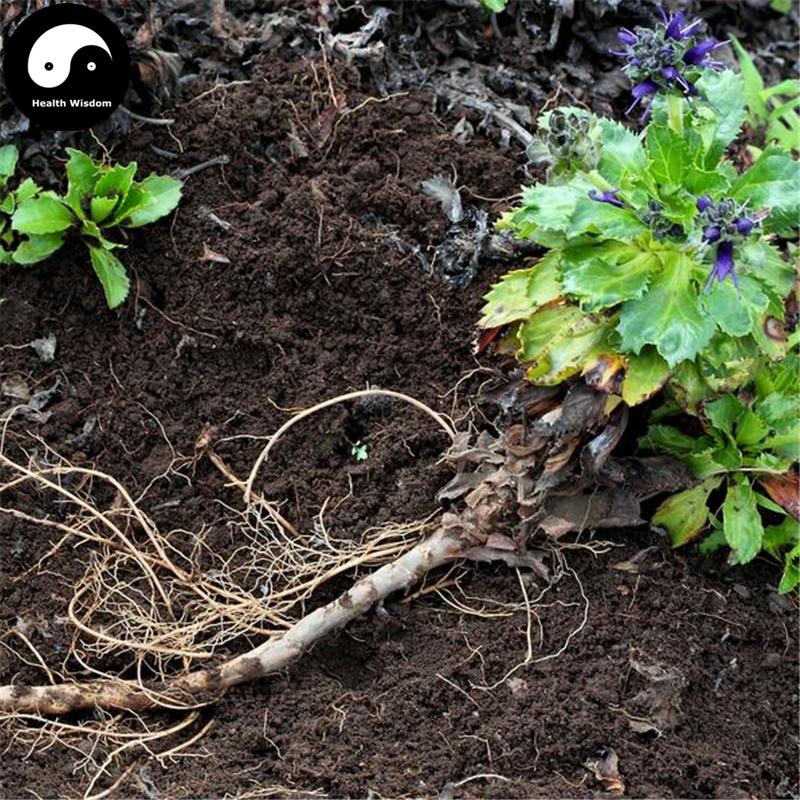 Hu Huang Lian 胡黃連, Rhizoma Picrorhizae, Figwortflower Picrorhiza Rhizome, Hu Lian-Health Wisdom™