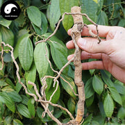 Hu Jiao Gen 胡椒根, Radix Piper Nigrum, Pepper Root-Health Wisdom™