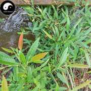 Hu Lu Cha 葫蘆茶, Triquetrous Tadehagi Herb, Herba Tadehagi Triquetri-Health Wisdom™