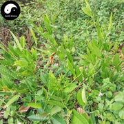 Hu Lu Cha 葫蘆茶, Triquetrous Tadehagi Herb, Herba Tadehagi Triquetri-Health Wisdom™