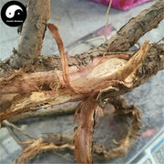 Hu Tui Zi Gen 胡頹子根, Thorny Elaeagnus Root, Radix Elaeagnus, Niu Nai Gen-Health Wisdom™