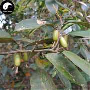 Hu Tui Zi Gen 胡頹子根, Thorny Elaeagnus Root, Radix Elaeagnus, Niu Nai Gen-Health Wisdom™