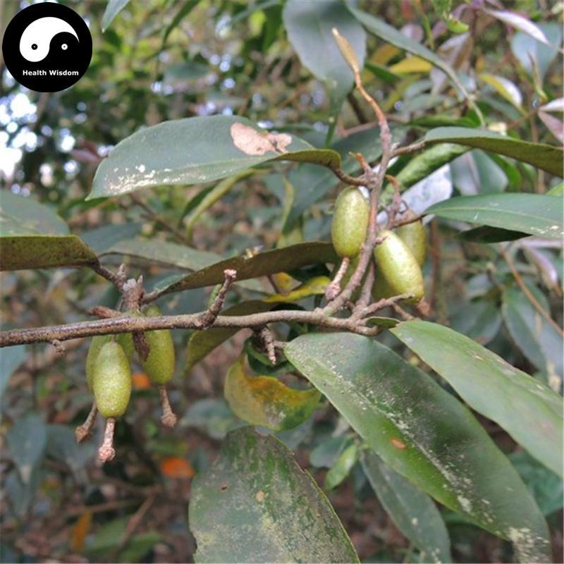 Hu Tui Zi Gen 胡頹子根, Thorny Elaeagnus Root, Radix Elaeagnus, Niu Nai Gen-Health Wisdom™