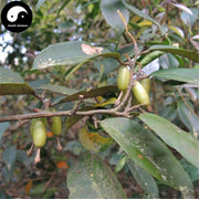 Hu Tui Zi Ye 胡頹子葉, Thorny Elaeagnus Leaf, Folium Elaeagni-Health Wisdom™