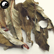 Hu Tui Zi Ye 胡頹子葉, Thorny Elaeagnus Leaf, Folium Elaeagni-Health Wisdom™