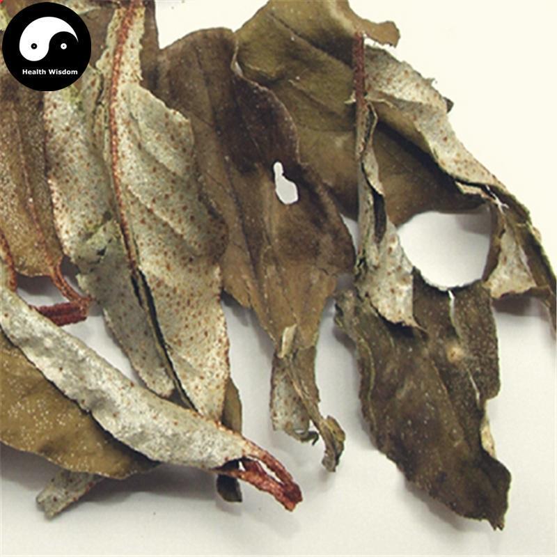 Hu Tui Zi Ye 胡頹子葉, Thorny Elaeagnus Leaf, Folium Elaeagni-Health Wisdom™