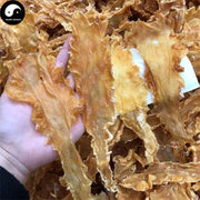 Hua Jiao 花胶, Yu Jiao, Seafood Fish Maw, Air Bladder, 鳕魚肚, 鳕鱼鰾-Health Wisdom™