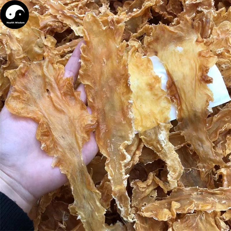 Hua Jiao 花胶, Yu Jiao, Seafood Fish Maw, Air Bladder, 鳕魚肚, 鳕鱼鰾-Health Wisdom™