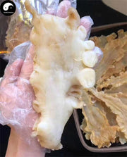 Hua Jiao 花胶, Yu Jiao, Seafood Fish Maw, Air Bladder, 鳕魚肚, 鳕鱼鰾-Health Wisdom™