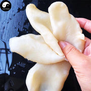 Hua Jiao 花胶, Yu Jiao, Yellow Croaker Fish Maw, Air Bladder, 黃魚肚, 黃魚鰾-Health Wisdom™