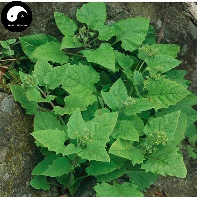 Hua Shan Shen 華山參, Radix Physochlainae, Qin Shen-Health Wisdom™