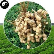 Hua Sheng Yi 花生衣, Peanut Coat, Hua Sheng Pi-Health Wisdom™