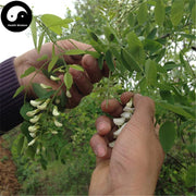 Huai Hua 槐花, Flos Sophora Japonica, Sophora Flowers, Pagodatree Flower-Health Wisdom™
