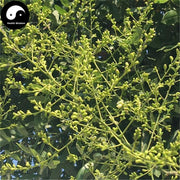 Huai Mi 槐米, Flos Sophora Japonica, Sophora Flower Bud, Pagodatree Flower-Health Wisdom™