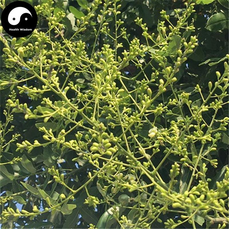 Huai Mi 槐米, Flos Sophora Japonica, Sophora Flower Bud, Pagodatree Flower-Health Wisdom™