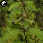 Huai Niu Xi 懷牛膝, Radix Achyranthes Bidentatae, Twotooth Achyranthes Root-Health Wisdom™