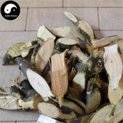 Huai Zhi 槐枝, Japanese Pagodatree Juvenile Branchlet, 槐嫩蘗, Sphora Japonica-Health Wisdom™
