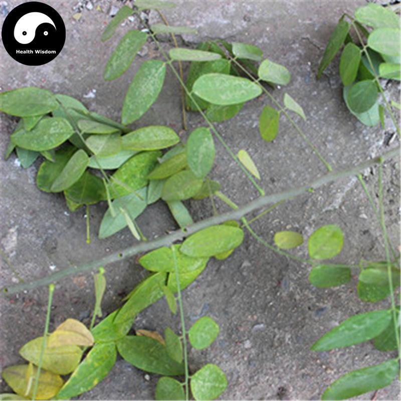 Huai Zhi 槐枝, Japanese Pagodatree Juvenile Branchlet, 槐嫩蘗, Sphora Japonica-Health Wisdom™