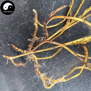 Huang Cao Shi Hu 黄草石斛, Herba Dendrobium Chrysanthum-Health Wisdom™
