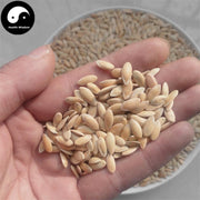 Huang Gua Zi 黃瓜子, Cucumber Seed-Health Wisdom™
