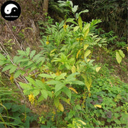 Huang Hua Dao Shui Lian 黃花倒水蓮, Radix Polygalae Fallacis, False-yellowflower Milkwort Root, Guan Yin Chuan-Health Wisdom™