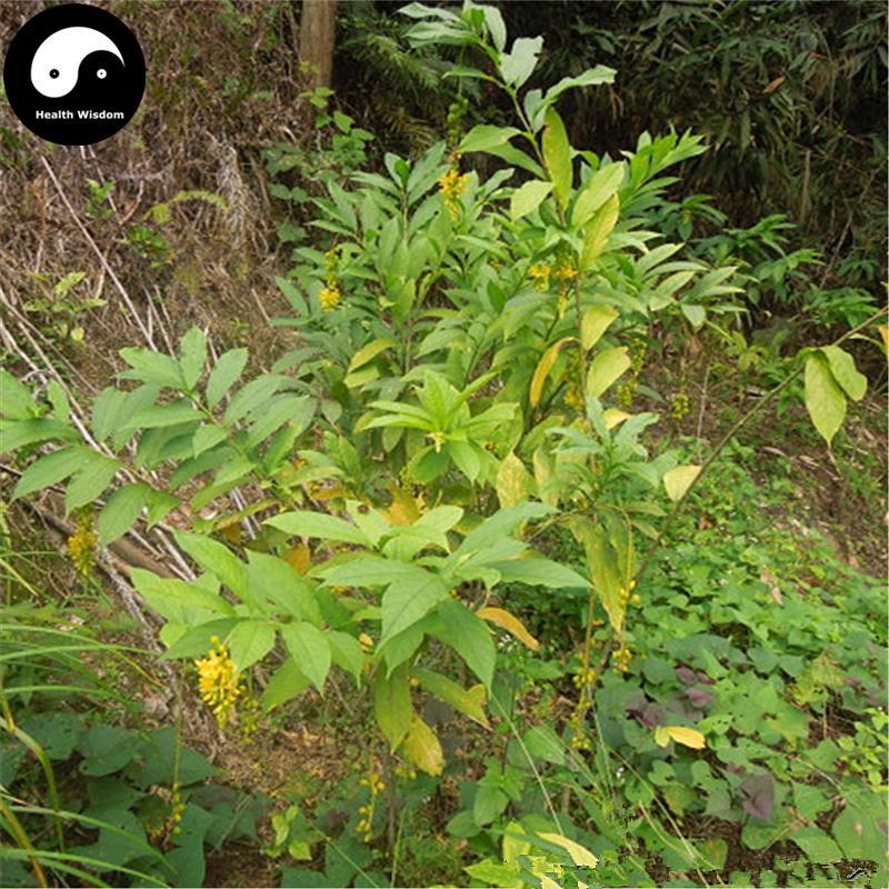 Huang Hua Dao Shui Lian 黃花倒水蓮, Radix Polygalae Fallacis, False-yellowflower Milkwort Root, Guan Yin Chuan-Health Wisdom™