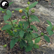 Huang Hua Ren 黄花稔, Sida Acuta Burm, Huang Hua Mu, Qian Jin Zhui-Health Wisdom™