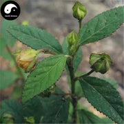 Huang Hua Ren 黄花稔, Sida Acuta Burm, Huang Hua Mu, Qian Jin Zhui-Health Wisdom™