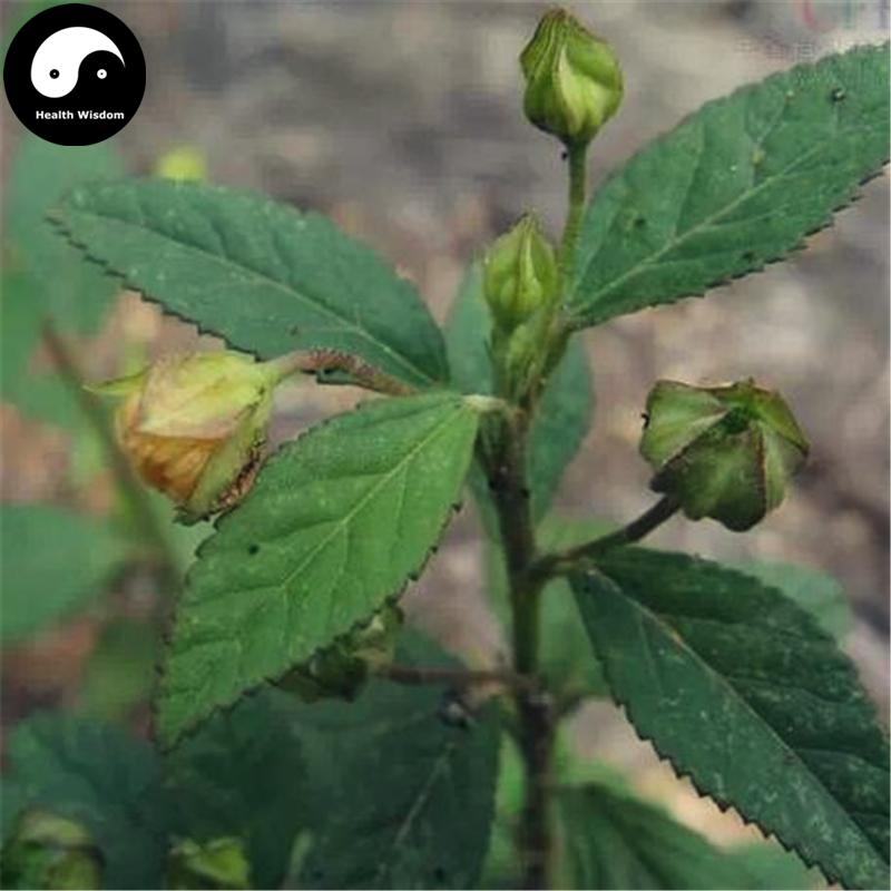 Huang Hua Ren 黄花稔, Sida Acuta Burm, Huang Hua Mu, Qian Jin Zhui-Health Wisdom™