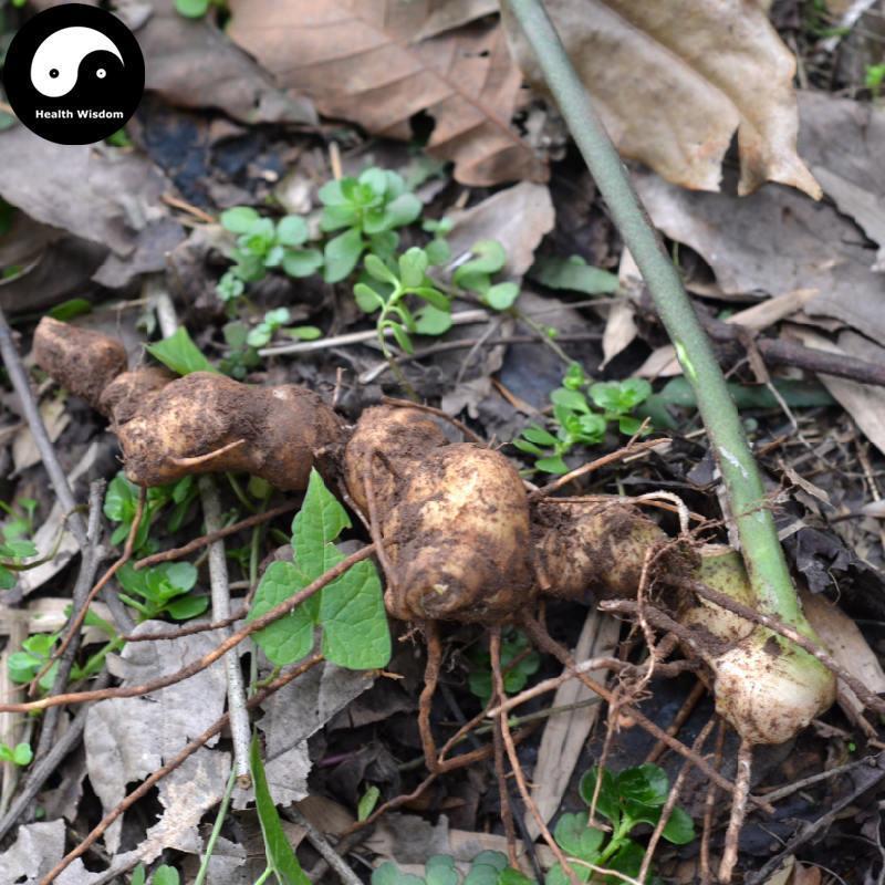 Huang Jing 黃精, Rhizoma Polygonati, King Solomonseal Rhizome-Health Wisdom™