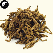 Huang Lian 黄连, Rhizoma Coptidis, Chinese Goldthread Rhizome, Chuan Huang Lian-Health Wisdom™