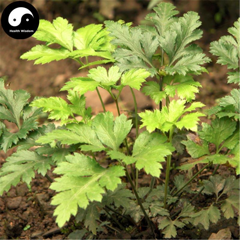 Huang Lian 黄连, Rhizoma Coptidis, Chinese Goldthread Rhizome, Chuan Huang Lian-Health Wisdom™
