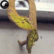 Huang Lian Teng 黃连藤, Daemonorops Margaritae Root, Huang Teng-Health Wisdom™