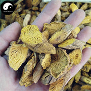 Huang Lian Teng 黃连藤, Daemonorops Margaritae Root, Huang Teng-Health Wisdom™